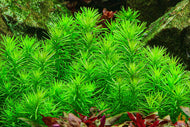 Indische Sternpflanze  Pogostemon erectus  deccanensis  In Vitro Aquariumpflanze