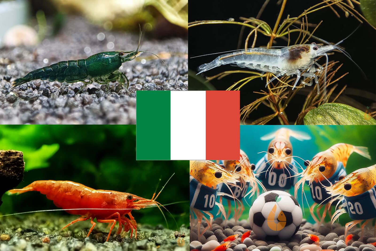 Bunter Neocaridina Garnelen Party-Mix | Team ITALIEN | 10+1 & kostenlose Probe für mein Aquarium