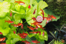 Lade das Bild in den Galerie-Viewer, JBL Futter PRONOVO TAB M Futtertabletten | Tabletten Fischfutter an der Aquariumscheibe 
