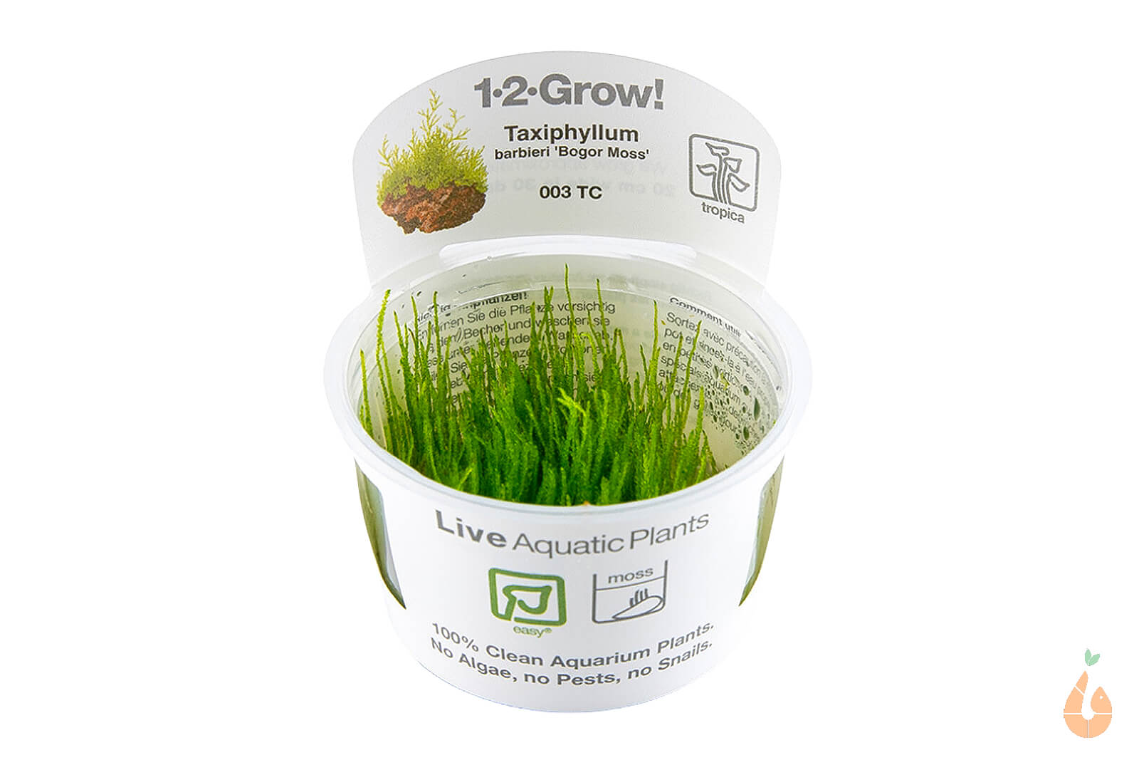 Taxiphyllum Barbieri 'Bogor Moss' - Javamoos - In Vitro | 1-2-Grow! In Vitro Tropica | SW10066.1