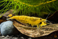 Jinsha Garnele | goldgelb mit Rückenstrich | Neocaridina davidi im Aquarium