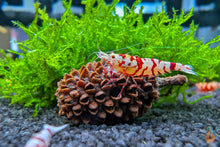 Lade das Bild in den Galerie-Viewer, Kasuarinenzapfen / Kasuarinen Zapfen getrocknet | Premium Qualität im Nanoaquarium
