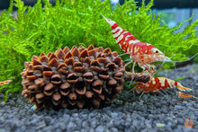 Lade das Bild in den Galerie-Viewer, Red Fancy Tiger Garnele | Lightning Stamm | Caridina sp. im Schneckenquarium
