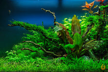 Lade das Bild in den Galerie-Viewer, Kleine Reni Schwertpflanze | Echinodorus reni | In Vitro Aquariumpflanze im Aquascaping Aquarium
