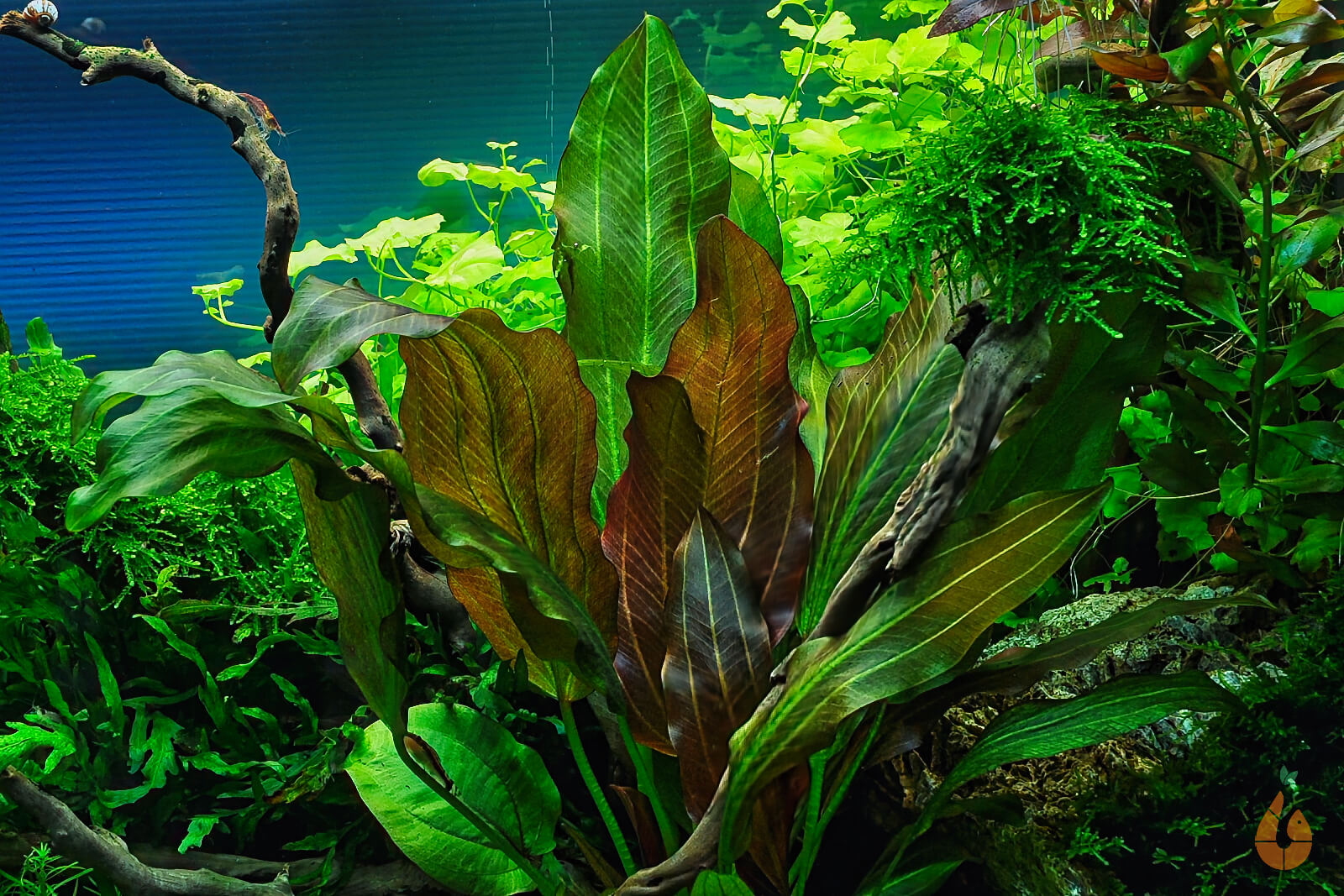 Kleine Reni Schwertpflanze | Echinodorus reni | In Vitro Aquariumpflanze im Pflanzenaquarium