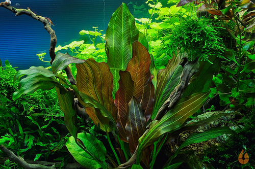 Kleine Reni Schwertpflanze | Echinodorus reni | In Vitro Aquariumpflanze im Pflanzenaquarium