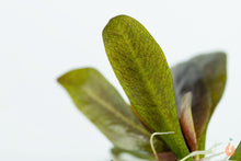 Lade das Bild in den Galerie-Viewer, Kleine Reni Schwertpflanze | Echinodorus reni | In Vitro Aquariumpflanze
