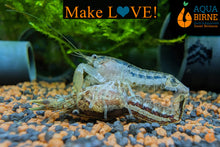 Lade das Bild in den Galerie-Viewer, Kleiner Zwergflusskrebs / Kleinster Zwergkrebs | Cambarellus Diminutus bei der Paarung / Liebesspiel im Aquarium
