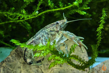 Lade das Bild in den Galerie-Viewer, Kleiner Zwergflusskrebs / Kleinster Zwergkrebs | Cambarellus Diminutus im Aquascape Aquarium
