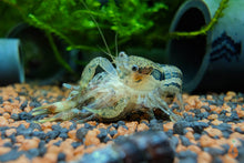 Lade das Bild in den Galerie-Viewer, Kleiner Zwergflusskrebs / Kleinster Zwergkrebs | Cambarellus Diminutus bei der Paarung / Liebesspiel im Aquarium
