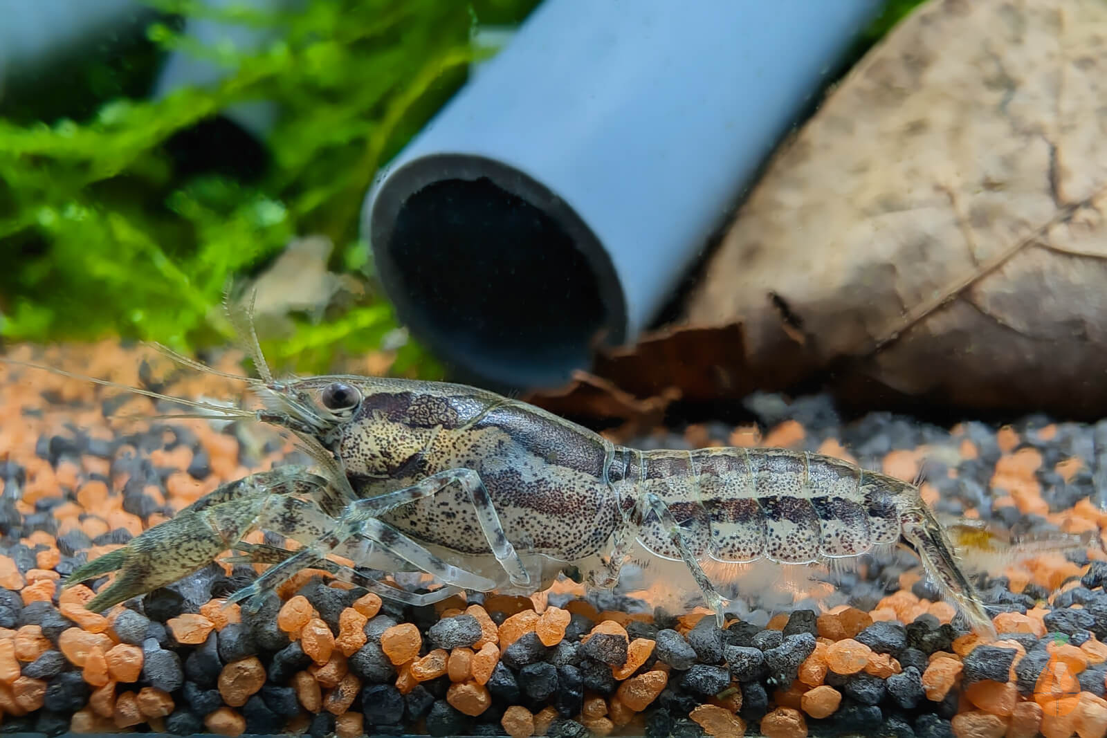 Kleiner Zwergflusskrebs / Kleinster Zwergkrebs | Cambarellus Diminutus im Aquarium