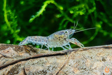 Lade das Bild in den Galerie-Viewer, Kleiner Zwergflusskrebs / Kleinster Zwergkrebs | Cambarellus Diminutus im Aquascaping Aquarium

