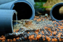 Lade das Bild in den Galerie-Viewer, Kleiner Zwergflusskrebs / Kleinster Zwergkrebs | Cambarellus Diminutus im Schneckenaquarium
