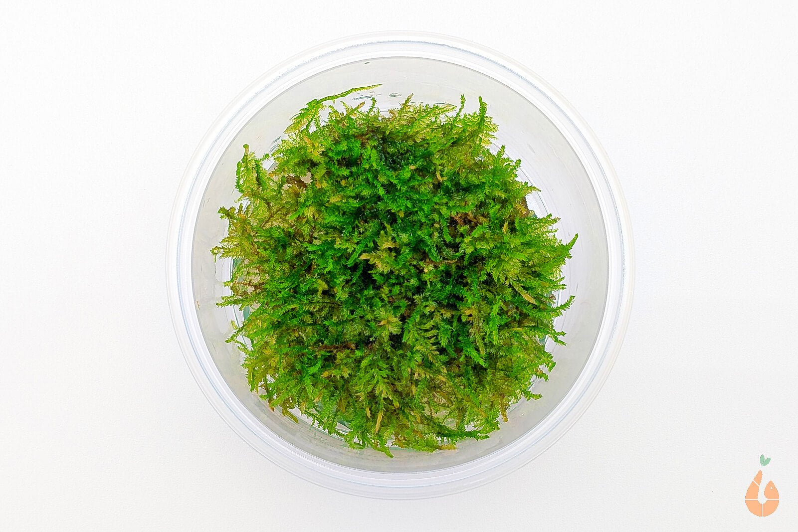 Weihnachtsbaum Moos | Vesicularia montagnei 'Christmas Moss' | In Vitro Aquariummoos XL Becher