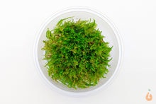 Lade das Bild in den Galerie-Viewer, Kleines Weihnachtsbaum Moos | Vesicularia sp. &#39;Mini Christmas Moss&#39; | In Vitro Aquariummoos XL Becher
