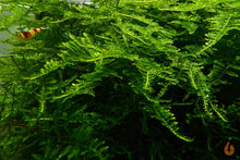 Lade das Bild in den Galerie-Viewer, Kleines Weihnachtsbaum Moos | Vesicularia sp. &#39;Mini Christmas Moss&#39; | In Vitro Aquariummoos
