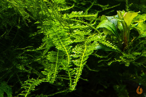 Kleines Weihnachtsbaum Moos | Vesicularia sp. 'Mini Christmas Moss' | Aquariummoos