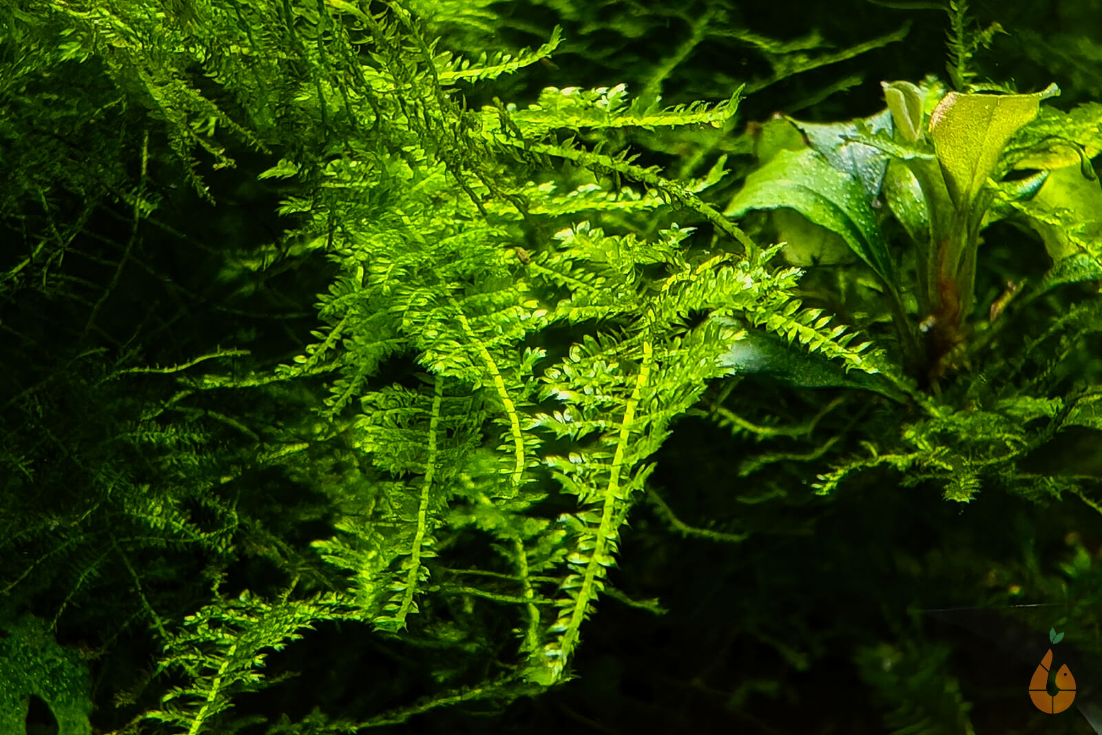 Kleines Weihnachtsbaum Moos | Vesicularia sp. 'Mini Christmas Moss' | In Vitro Aquariummoos