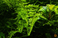 Kleines Weihnachtsbaum Moos | Vesicularia sp. 'Mini Christmas Moss' | In Vitro Aquariummoos