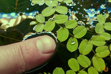 Lade das Bild in den Galerie-Viewer, Kleinohriger Schwimmfarn / Büschelfarn | Salvinia minima | In Vitro Schwimmpflanze
