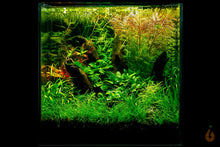 Lade das Bild in den Galerie-Viewer, Kleinohriger Schwimmfarn / Büschelfarn | Schwimmpflanze | Salvinia auriculata im Aquascaping Aquarium
