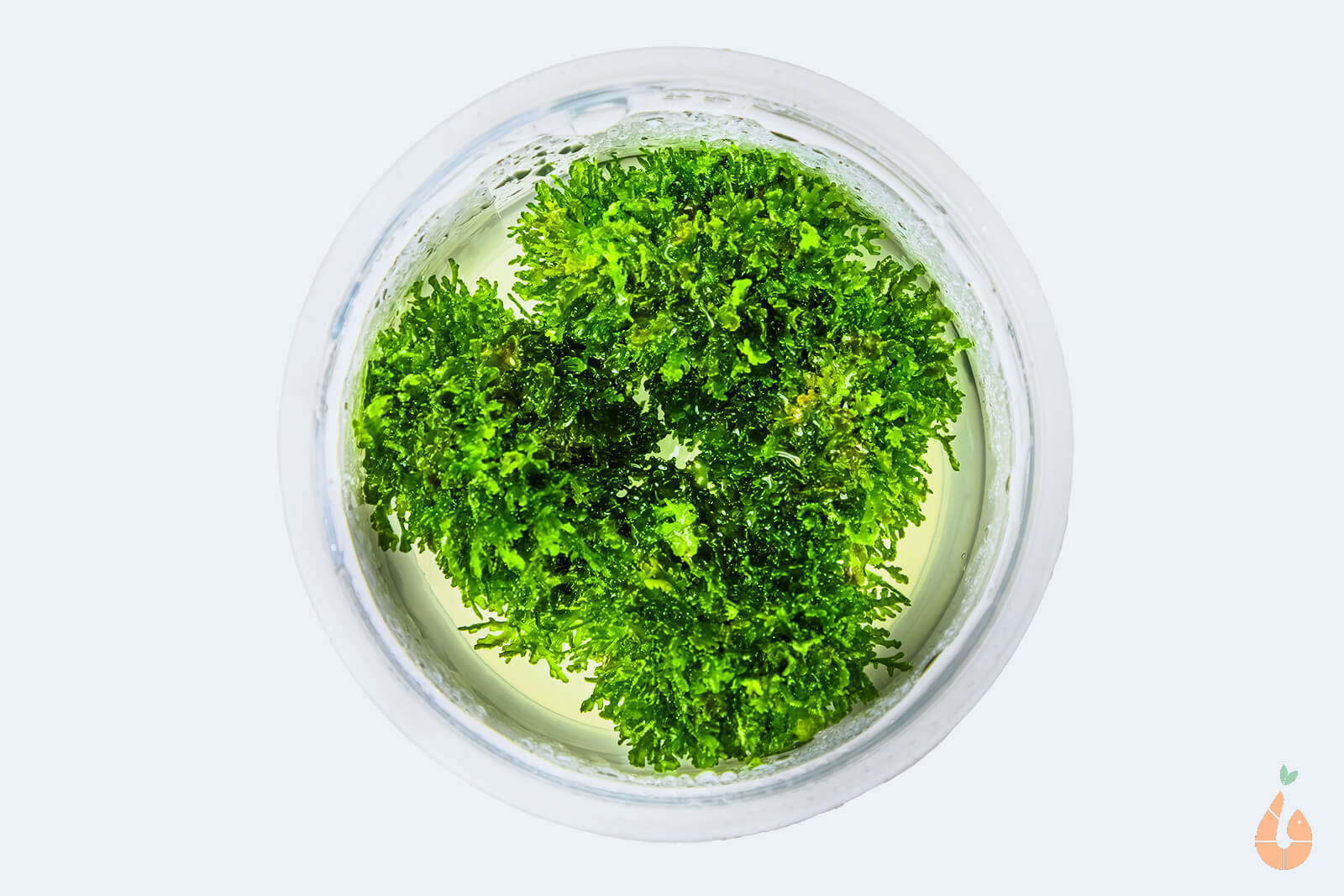 Korallenmoos / Korallen Moos | Riccardia 