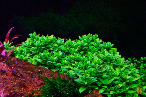 Kriechende Staurogyne | Staurogyne repens | In Vitro Aquariumpflanze im Garnelenaquarium