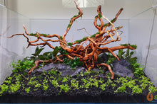 Lade das Bild in den Galerie-Viewer, Kriechende Staurogyne | Staurogyne repens | In Vitro Aquariumpflanze im Aquascape Aquarium
