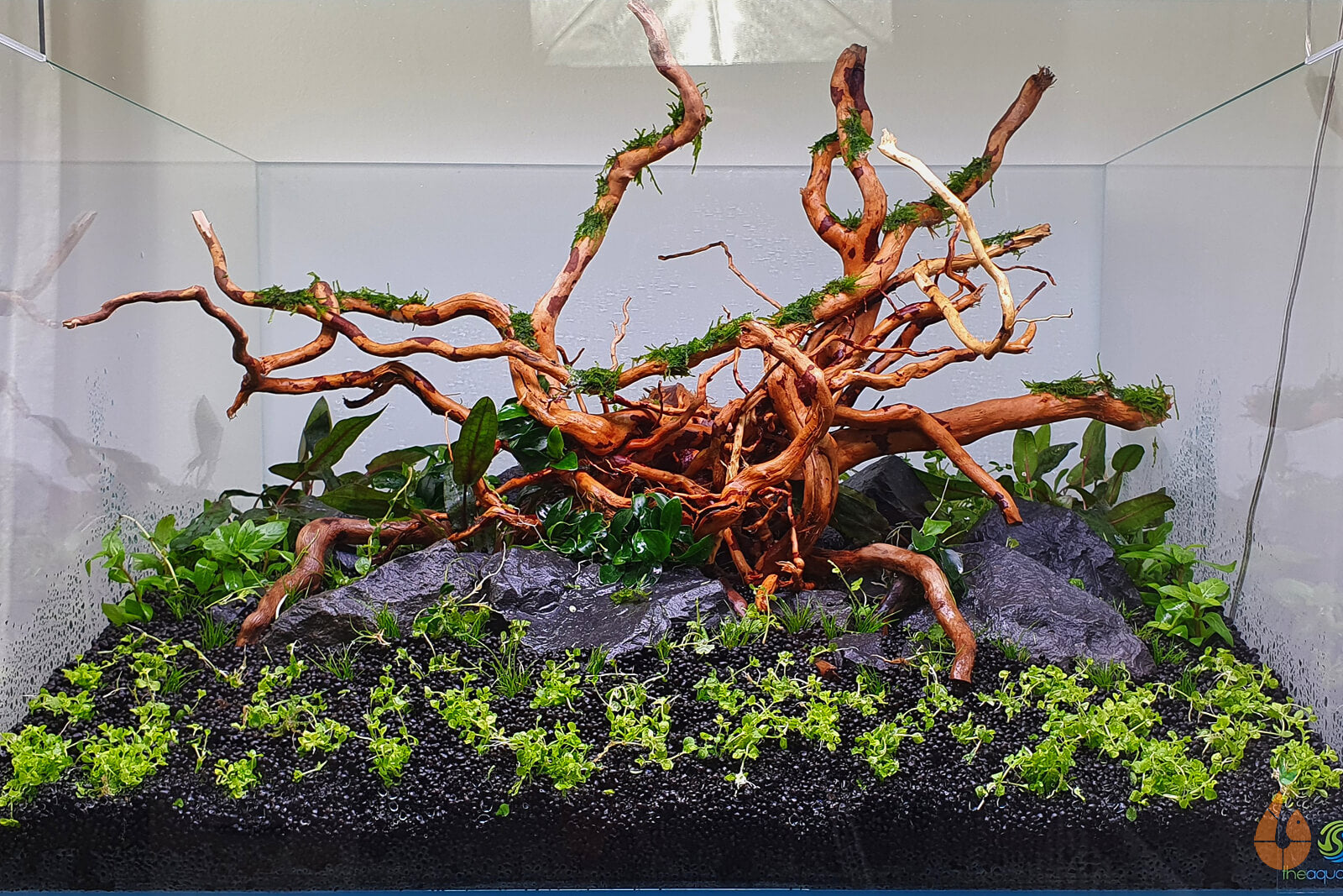aquarium pflanzen aufbewahren Kriechende Staurogyne | Staurogyne repens
