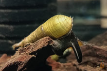 Lade das Bild in den Galerie-Viewer, Langnasenschnecke | TDS | Stenomelania torulosa im Schneckenaquarium
