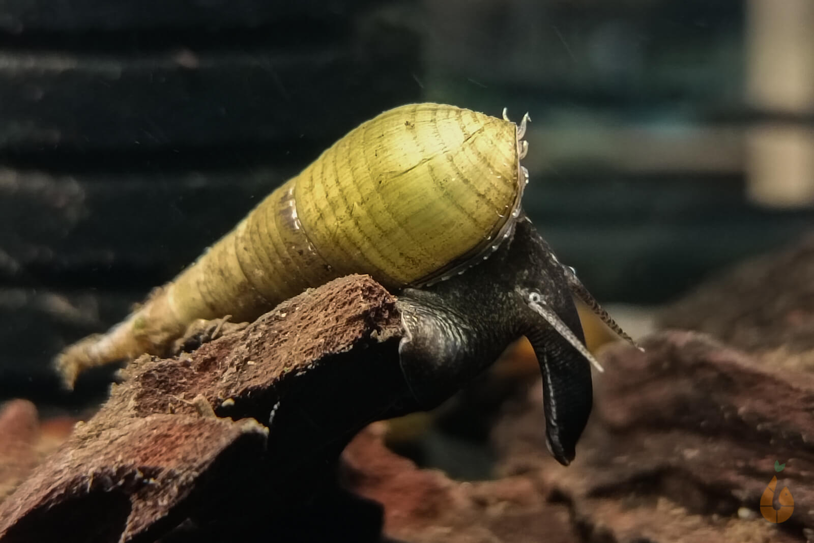 Langnasenschnecke | TDS | Stenomelania torulosa im Aquarium