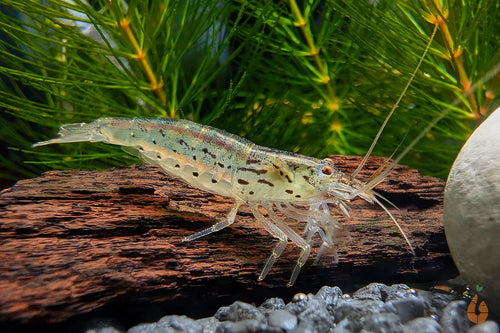 Minifächergarnele / Zwergfächergarnele | Atyoida pilipes im Aquarium