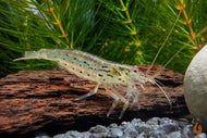 Minifächergarnele / Zwergfächergarnele | Atyoida pilipes im Aquarium