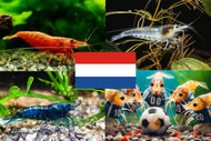 Bunter Neocaridina Garnelen Party-Mix | Team NIEDERLANDE | 10+1 & kostenlose Probe für das Aquarium