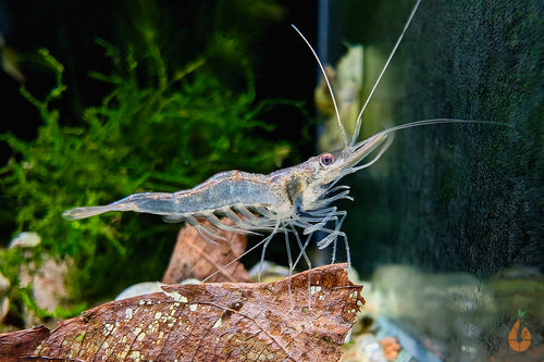 Nigerianische Schwebegarnele | Desmocaris Trispinosa