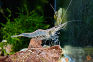 Nigerianische Schwebegarnele | Desmocaris Trispinosa
