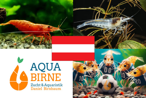 Bunter Neocaridina Garnelen Party-Mix | Team ÖSTERREICH | 10+1 & kostenlose Probe für das Aquarium
