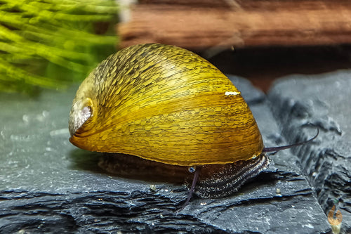 Olive Napfschnecke / Algenrennschnecke | Neritina pulligera - TOP Algenkiller! im Aquascape Aquarium