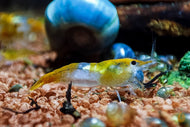 Orange Rili Sakura Garnele | Neocaridina davidi 