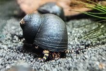 Lade das Bild in den Galerie-Viewer, Orange Spotted Leopard Schnecke / Orange Spot Snail | Filopaludina sp. - Rarität im Aquarium
