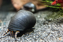 Lade das Bild in den Galerie-Viewer, Orange Spotted Leopard Schnecke / Orange Spot Snail | Filopaludina sp. - Rarität im Aquascape Aquarium

