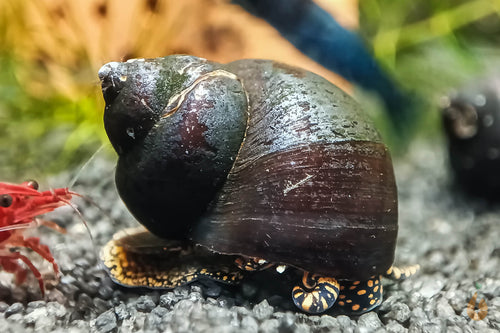 Orange Spotted Leopard Schnecke / Orange Spot Snail | Filopaludina sp. - Rarität im Aquascaping Aquarium