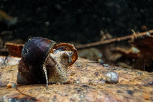 Lade das Bild in den Galerie-Viewer, Orange Spotted Schnecke / Orange Spot Snail | Filopaludina sp. - Rarität mit Babyschnecke im Schnecken Aquarium
