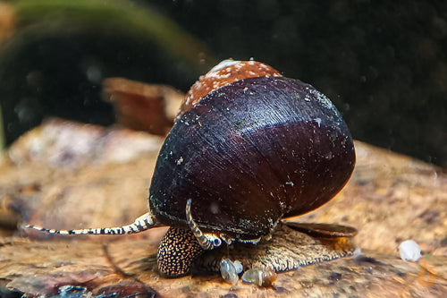 Orange Spotted Schnecke / Orange Spot Snail | Filopaludina sp. - Rarität im Aquarium