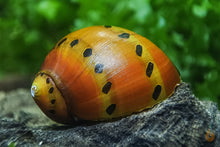 Lade das Bild in den Galerie-Viewer, Bunter Rennschnecken / Napfschnecken Mix | Neritina / Vittina sp. im Nanoaquarium
