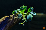 Bucephalandra 