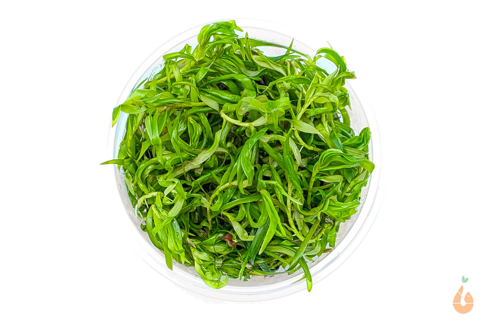 Seegrasblättriges Trugkölbchen | Heteranthera zosterifolia | In Vitro Aquariumpflanze XL Becher