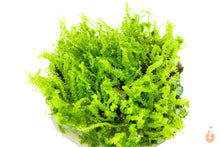 Lade das Bild in den Galerie-Viewer, Perlenmoos / Pearl Moos | Solenostoma tetragonum "Pearl Moss" | In Vitro Aquariummoos

