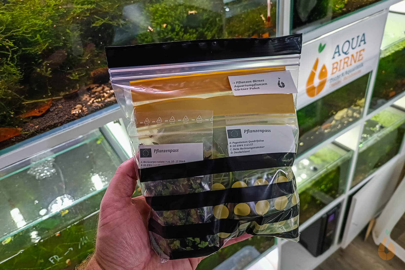 Pflanzen-Birnes überraschungs Aquariumpflanzen Gärtner Paket | Rückschnitt