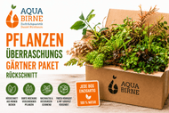 Pflanzen-Birnes überraschungs Aquariumpflanzen Gärtner Paket | Rückschnitt